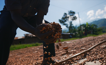 Man Holding Cocoa Beans